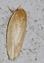 Sparganothis demissana