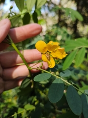 Senna acclinis