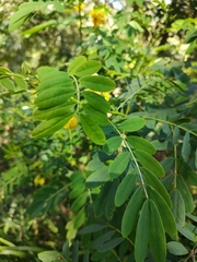 Senna acclinis