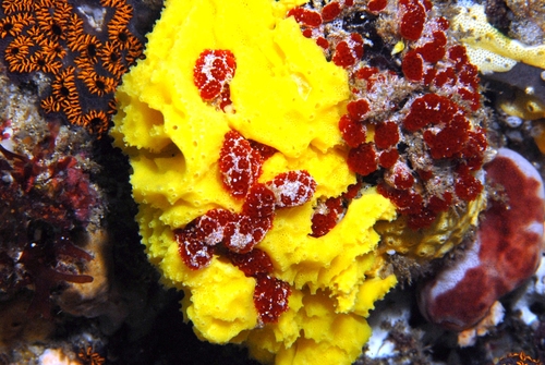 Clathrina chrysea