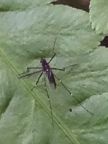 Sapphire-striped Mosquito photo 3