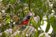 Pericrocotus brevirostris