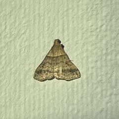 Heterogramma circumflexalis