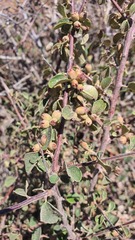 Cotoneaster nummularius