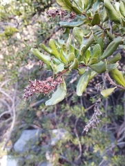 Escallonia illinita