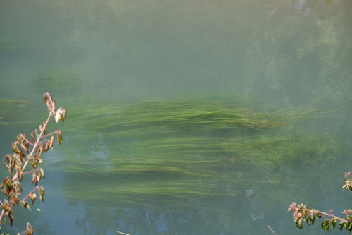 Image of Zizania texana by (c) Bonnie Semmling, some rights reserved (CC BY)