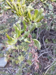 Escallonia illinita