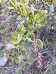 Escallonia illinita