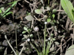Eriocaulon parkeri
