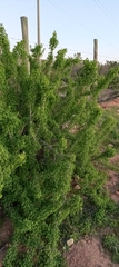Giganteae