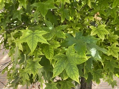 Xylella fastidiosa