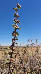 Cotoneaster nummularius