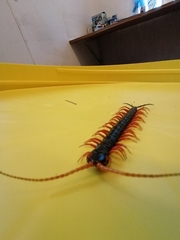 Scolopendra sumichrasti