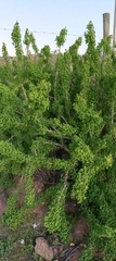 Giganteae