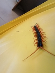 Scolopendra sumichrasti