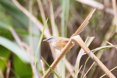 Prinia superciliaris