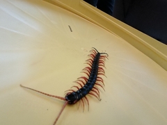 Scolopendra sumichrasti