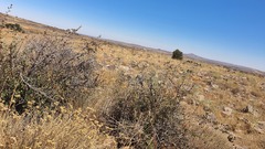 Cotoneaster nummularius