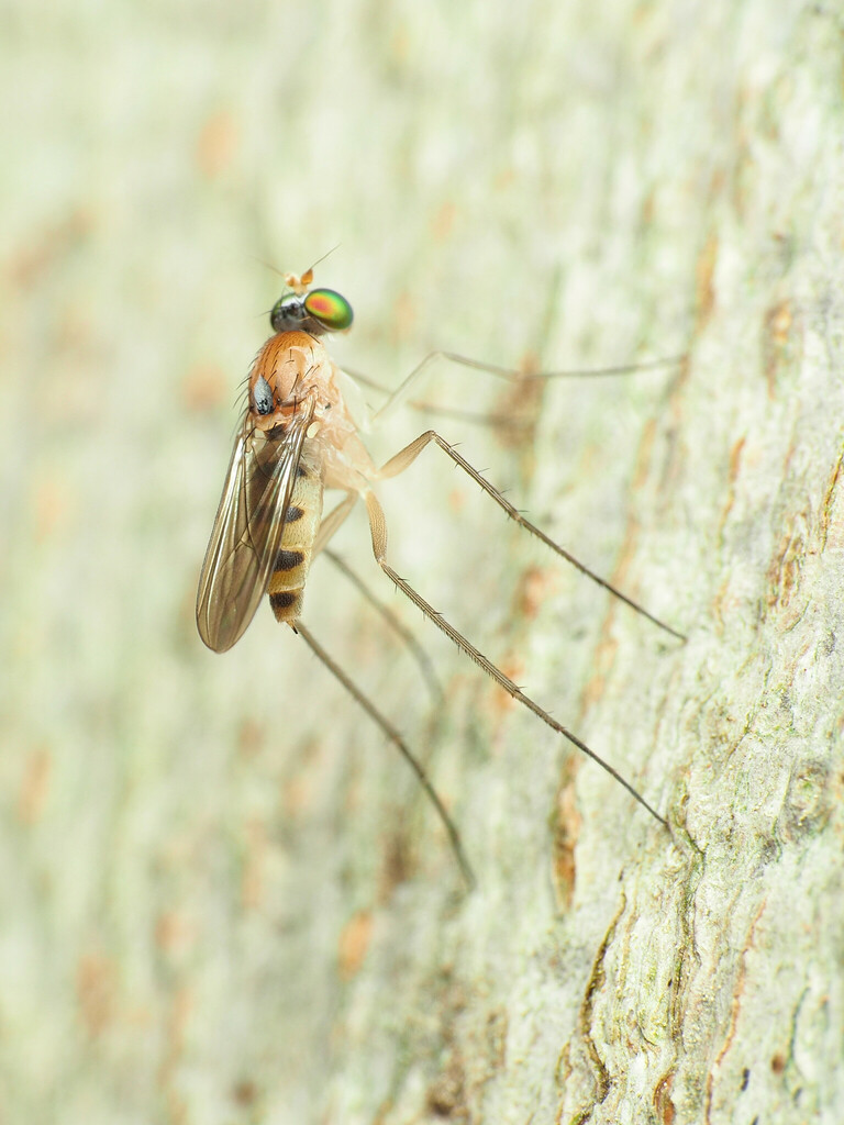 Neurigona rubella