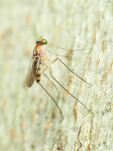Neurigona rubella
