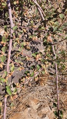 Cotoneaster nummularius