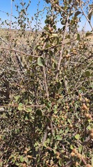 Cotoneaster nummularius