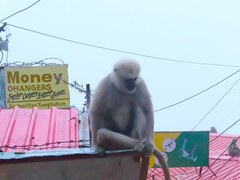 Semnopithecus schistaceus