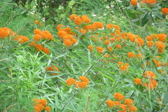 Asclepias tuberosa