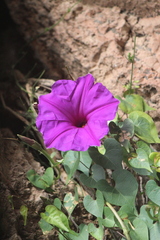 Ipomoea lozanii