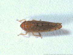 Osbornellus rotundus