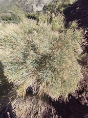 Gymnophyton isatidicarpum