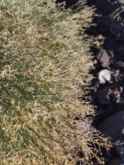 Gymnophyton isatidicarpum