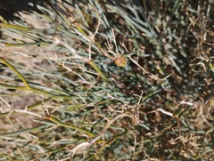 Gymnophyton isatidicarpum