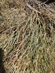 Gymnophyton isatidicarpum