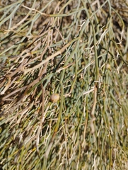 Gymnophyton isatidicarpum