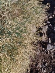 Gymnophyton isatidicarpum
