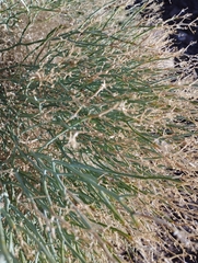 Gymnophyton isatidicarpum
