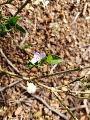 Siphonoglossa sessilis