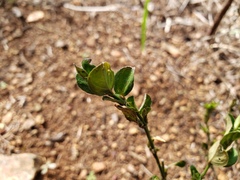 Siphonoglossa sessilis