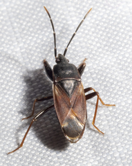 Eremocoris depressus