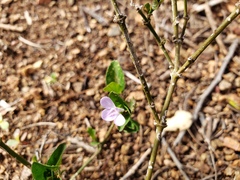 Siphonoglossa sessilis