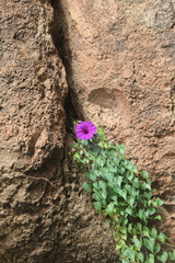 Ipomoea lozanii