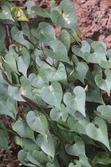 Ipomoea lozanii
