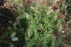 Astragalus williamsii