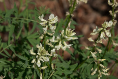 Astragalus williamsii