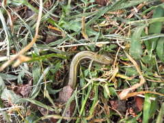Chalcides chalcides