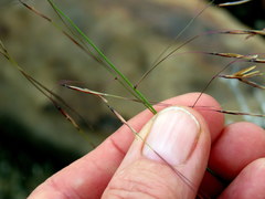 Aristida diffusa