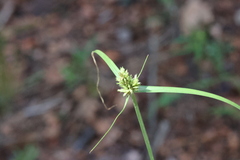Cyperus fendlerianus