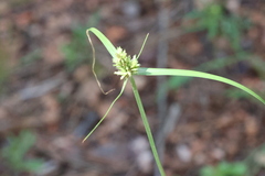 Cyperus fendlerianus