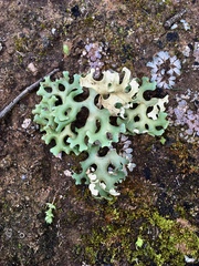 Xanthoparmelia semiviridis